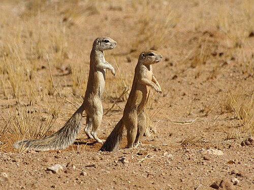 South African Ground Squirrel (Xerus inauris)