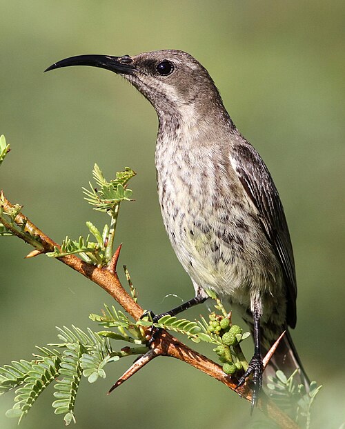 Amethyst Sunbird (Chalcomitra amethystina)