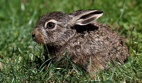 European Hare (Lepus europaeus)