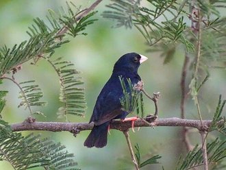 Village Indigobird (Vidua chalybeata)