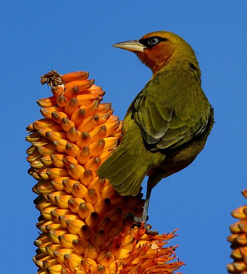 Spectacled Weaver (Ploceus ocularis)
