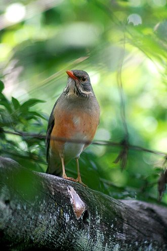 Kurrichane Thrush (Turdus libonyana)