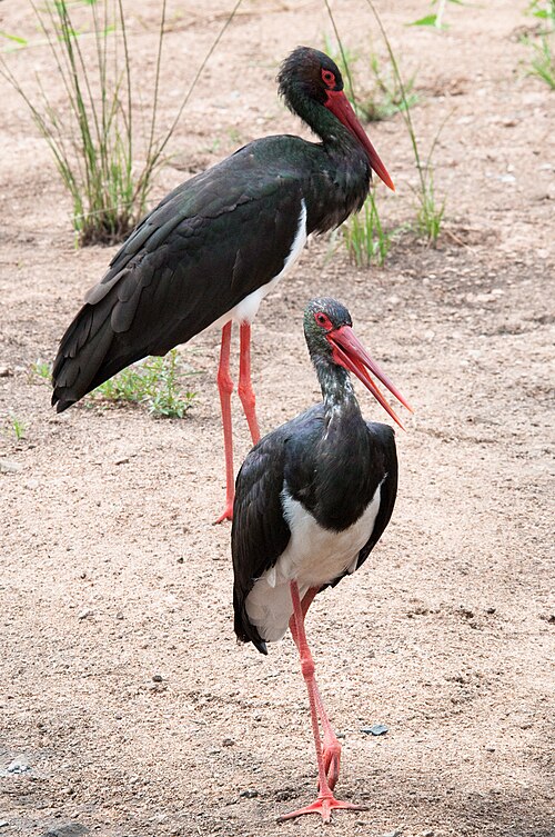 Black Stork (Ciconia nigra)
