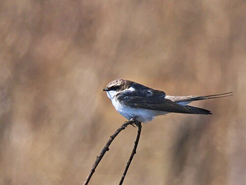 Grey-rumped Swallow (Pseudhirundo griseopyga)