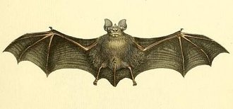 Geoffroy's Horseshoe Bat (Rhinolophus clivosus)