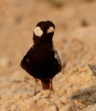Grey-backed Sparrow-Lark (Eremopterix verticalis)