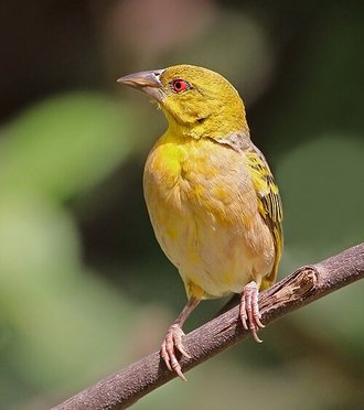 Village Weaver (Ploceus cucullatus)