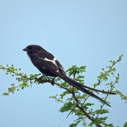 Magpie Shrike (Urolestes melanoleucus)