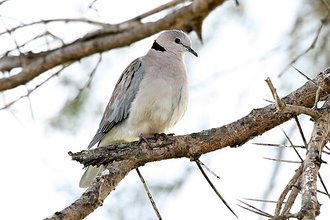 Ring-necked Dove (Streptopelia capicola)