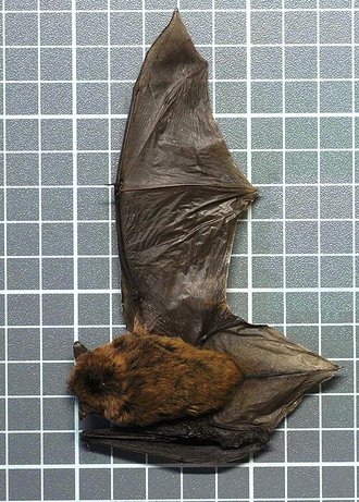 Banana Bat (Afronycteris nanus)