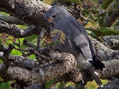 Lizard Buzzard (Kaupifalco monogrammicus)