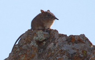 Eastern Rock Elephant Shrew (Elephantulus myurus)