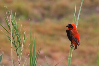 Southern Red Bishop (Euplectes orix)