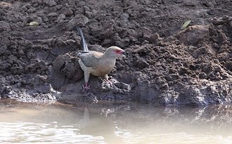 Red-faced Mousebird (Urocolius indicus)