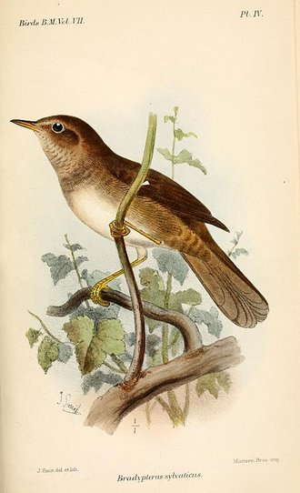 Knysna Warbler (Bradypterus sylvaticus)