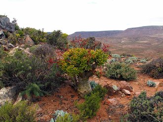 ǀAi-ǀAis/Richtersveld Transfrontier Park, Northern Cape
