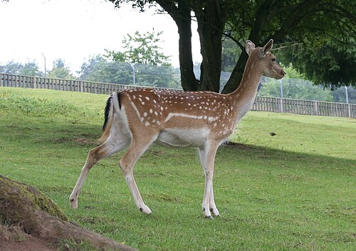 Fallow Deer (Dama dama)