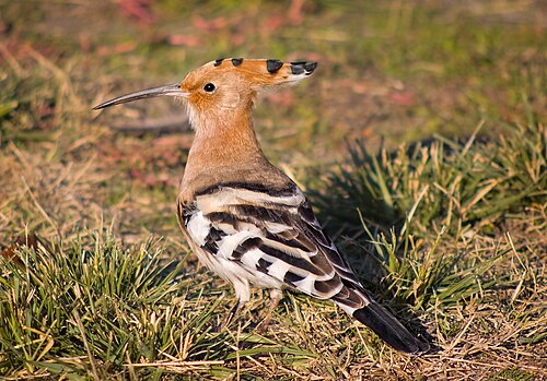 Eurasian Hoopoe (Upupa epops)