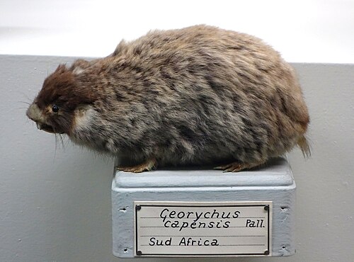 Cape Mole-rat (Georychus capensis)