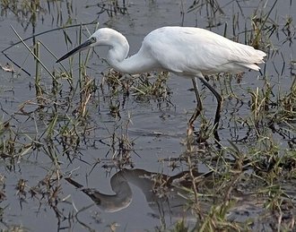 Little Egret (Egretta garzetta)