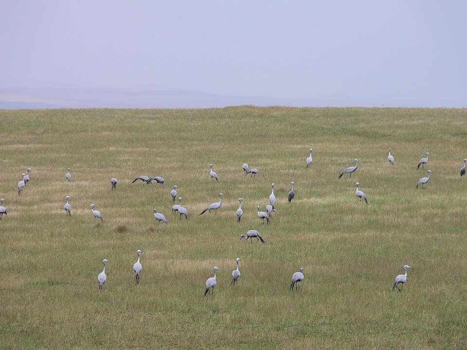 Bontebok National Park, Western Cape