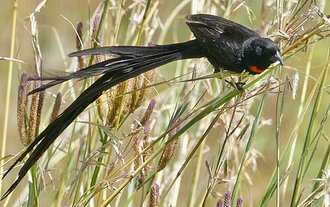 Red-collared Widowbird (Euplectes ardens)