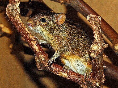 Mesic Four-striped Grass Rat (Rhabdomys dilectus)