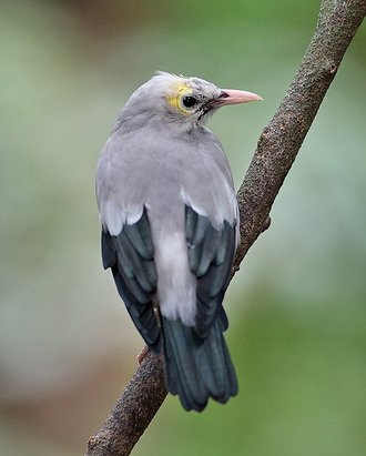 Wattled Starling (Creatophora cinerea)