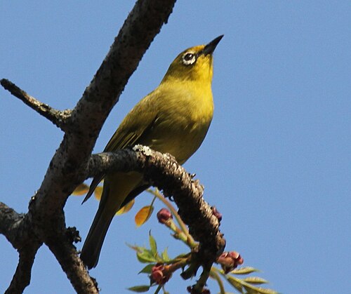 Southern Yellow White-eye (Zosterops anderssoni)