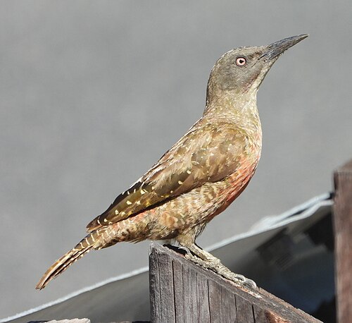 Ground Woodpecker (Geocolaptes olivaceus)