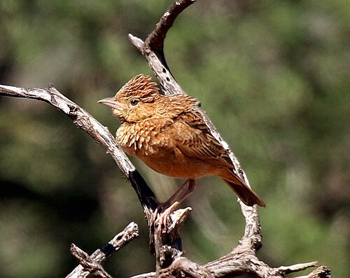 Eastern Clapper Lark (Mirafra fasciolata)