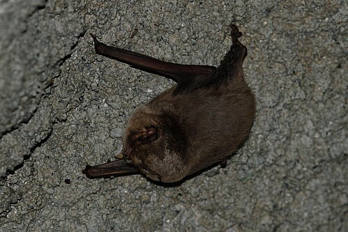 Schreibers's Long-fingered Bat (Miniopterus schreibersii)