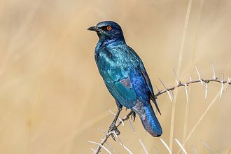 Cape Starling (Lamprotornis nitens)