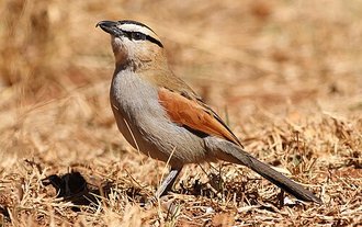 Black-crowned Tchagra (Tchagra senegalus)