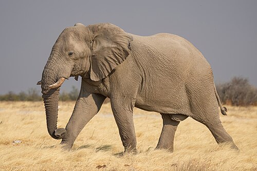 African elephant (Loxodonta africana)