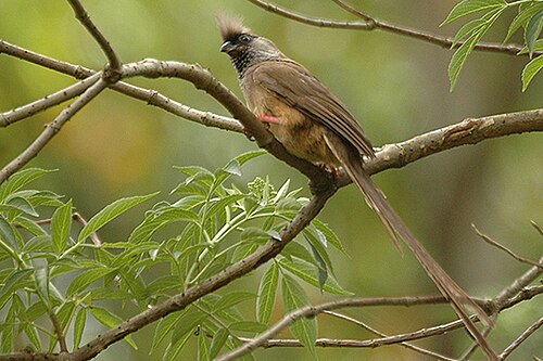 Speckled Mousebird (Colius striatus)