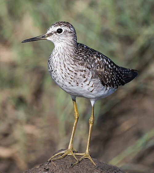 Wood Sandpiper (Tringa glareola)
