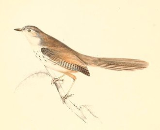 Namaqua Warbler (Phragmacia substriata)