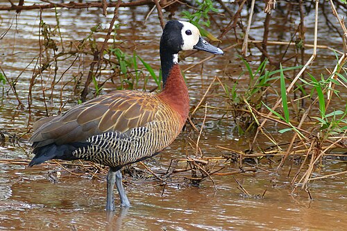 White-faced Whistling Duck (Dendrocygna viduata)