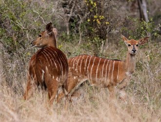 uMkhuze Game Reserve, KwaZulu-Natal