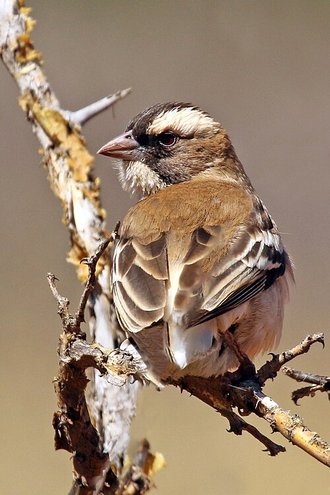 White-browed Sparrow-Weaver (Plocepasser mahali)