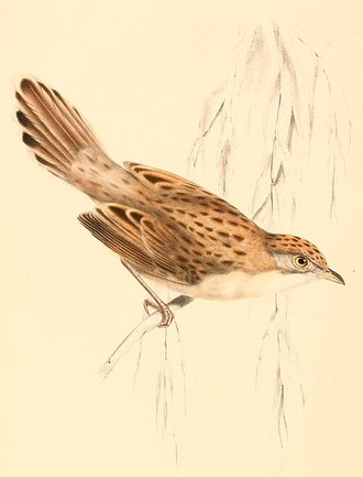 Croaking Cisticola (Cisticola natalensis)