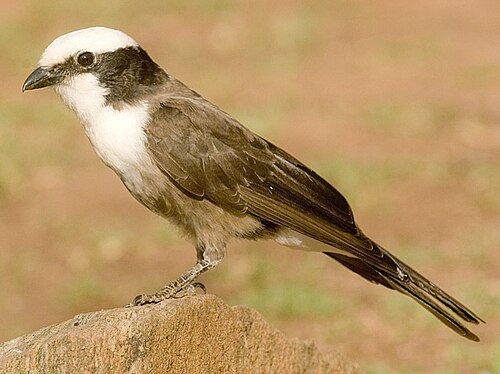 Southern White-crowned Shrike (Eurocephalus anguitimens)