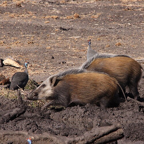 Bush-pig (Potamochoerus larvatus)