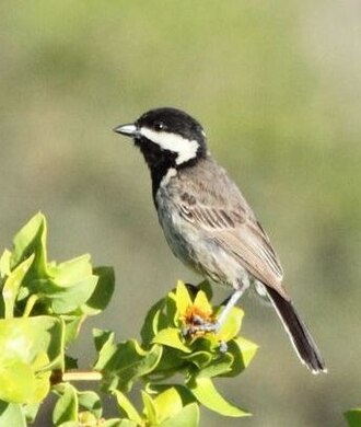 Grey Tit (Parus afer)