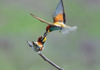 European Bee-eater (Merops apiaster)