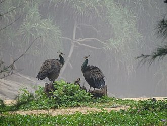 Indian Peafowl (Pavo cristatus)