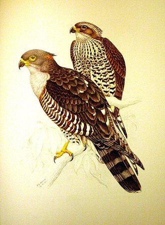 African Cuckoo-Hawk (Aviceda cuculoides)