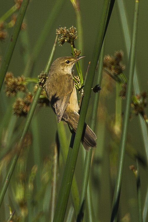 Lesser Swamp Warbler (Acrocephalus gracilirostris)