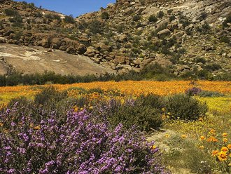 Goegap Nature Reserve, Northern Cape